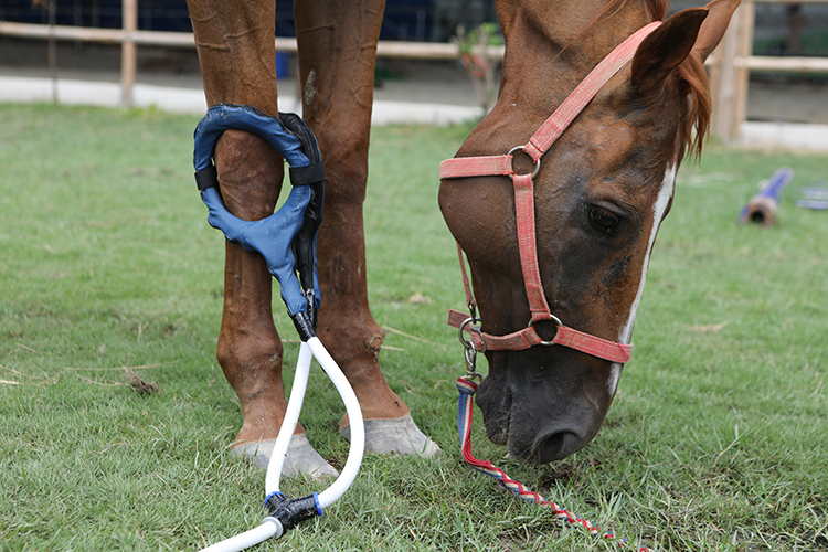 جهاز العلاج المغناطيسي بيمف فيت بلس إعادة التأهيل البدني العلاج المغناطيسي